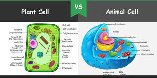 Imagine a balloon filled with water. Difference Between Plant Cell And Animal Cell Bio Differences