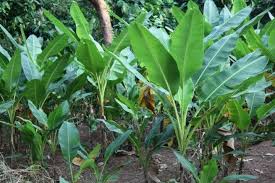 Image result for Musa ornata