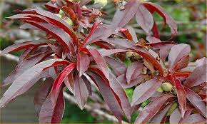 This bonfire dwarf ornamental peach tree is still loved for its gorgeous colors and. Crimson Bonfire Red Leaf Patio Peach Tree Amazing Red Leaved Fruiting Peach