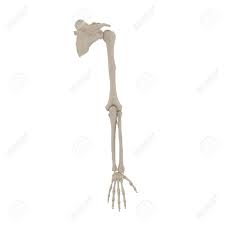 Illustration about human body part in vector style. Human Arm Bones On White 3d Illustration Stock Photo Picture And Royalty Free Image Image 87206582