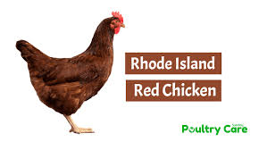They can weigh up to 8.5 pounds. Rhode Island Red Chickens Breed Information Poultry Care Sunday