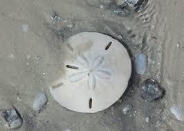 Even though they have entire oceans at their (virtual) fingertips, they tend to stick together in packed crowds. How To Find The Elusive Sand Dollar On Anna Maria Island Island Real Estate Blog