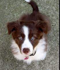 Red Border Collie Red Border Collie Collie Dog Border Collie