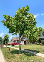 Image result for Catalpa