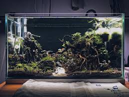 Hal ini ditunjukkan pada gambar foto 10r yang diperjelas pada gambar. Aquascape 60cm X 33cm X 30cm Aquascape Aquarium