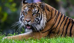 Royal Bengal National Animal In The Zoo Bengal