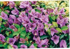 Simply cut from the stem of an existing plant, coat the end in rooting hormone. 180 Best Bougainvillea Ideas Bougainvillea Plants Flowers
