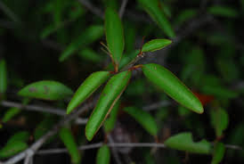 Image result for Gymnosporia mossambicensis