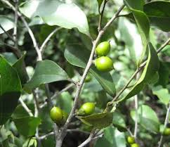 Image result for Diospyros abyssinica