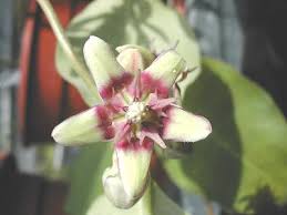 Image result for Raphionacme globosa