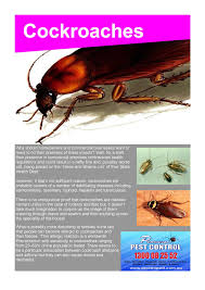 Tips on finding a pest control professional. Pest Control Cockroaches In Dapto Termite Control Pest Control Pest Control Mice