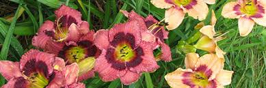 Garden styles rotary botanical gardens acre plants planters plant planets. Resources Wisconsin Hardy Plant Society