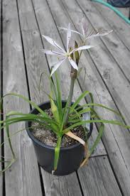 Image result for Crinum lugardiae