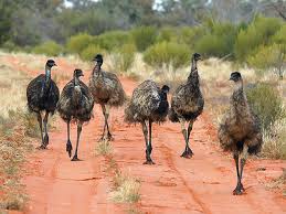 Image result for emus