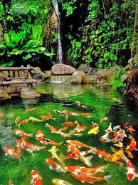 Teknik Bina Kolam Ikan Koi Harian Metro Pavimentacao Jardim Lagos De Jardim Tanques De Peixes