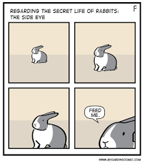 Rabbits Bunnies Bunny Houserabbits Rabbitsofpinterest Creeper Funny Rabbit Secret Life Of Rabbits Bunny Mom