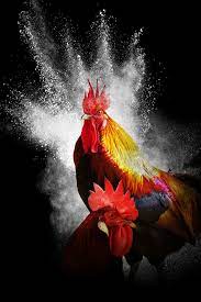 We did not find results for: Hd Wallpaper Two Orange And Red Gamefowl Roosters Cock Year Of The Rooster Wallpaper Flare