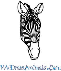 Babies are a tricky subject when it comes to drawing. How To Draw A Zebra Face