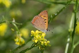 Image result for Tephrosia lurida