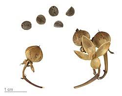 Image result for Ipomoea magnusiana