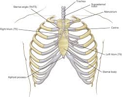 Surface anatomy (also called superficial anatomy and visual anatomy) is the study of the external features of the body of an animal. Surface Anatomy And Surface Landmarks For Thoracic Surgery Part Ii Thoracic Surgery Clinics