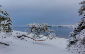 Wallpaper Winter Snow Trees Landscape Nature Lake Pine Ladoga Vaschenkov Pavel Images For Desktop Section Pejzazhi Download