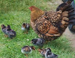 It is a popular show bird, and has many color variants. Breed Profile Wyandotte Chickens A Top Backyard Choice Backyard Poultry