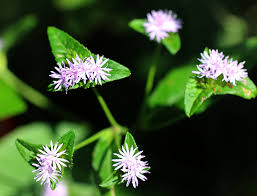 Image result for Elephantopus