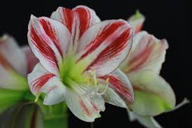 Image result for Hippeastrum