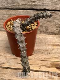 Image result for Ceropegia gracilior