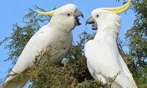 Daftar Harga Burung Kakatua Terbaru September 2020 Lengkap Perdagangan kakatua raja banyak ditemukan secara online, baik. daftar harga burung kakatua terbaru