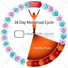 Menstrual Cycle Fertility Chart The Orange Or Days Off Pills In A Typical Cycle Have No Hormone In Menstrual Cycle Fertility Fertility Chart Menstrual Cycle