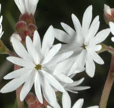 Image result for Eriosema parviflorum