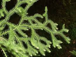 Image result for Lycopodium
