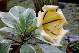 Image result for Solandra maxima