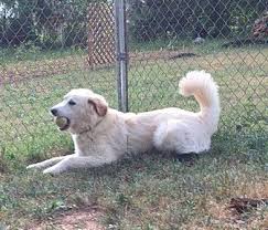 The golden retriever derives its 'retriever' name from its ability to retrieve shot game without any damage as a result of its soft mouth. Adopt A Pet Petsmart Charities