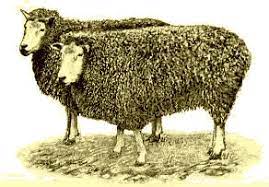 Rams = 9 to 20lbs and ewes = 6 to 14 lbs. Leicester Sheep