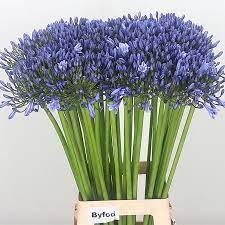 Pin On August Flowers