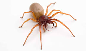 What happens if a spider bites a cat? Hairy Scary And Lethal How Dangerous Are Britain S Household Spiders Insects The Guardian