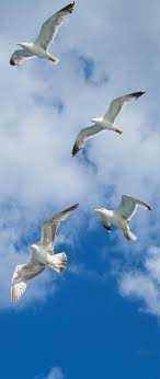 About Wild Animals Why Birds Fly In V Formation Sea Birds Birds Flying Animals Wild