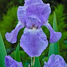 Bare root rhizomes, ready to be planted now. Buy Hardy Perennial 3x Bearded Iris Jane Phillips Blue Bare Rooted Bakker Com Bearded Iris Hardy Perennials Plants
