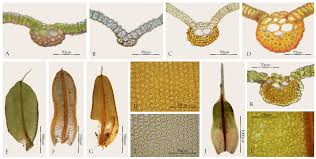 Image result for Tricalysia schliebenii