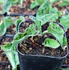 Image result for Drimiopsis