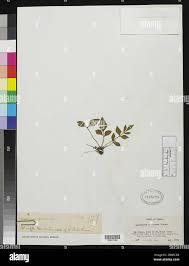 Image result for Asplenium hemitomum