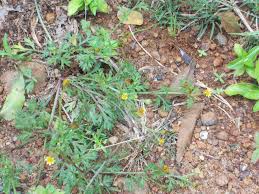 Image result for Chrysanthellum indicum