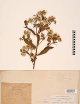 Image result for Eschenbachia