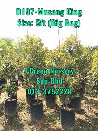 Durian dengan bibit asal malaysia ini dikenal sebagai durian terbaik di tetty mengaku, ia telah menjual durian musang king sejak 2012. Pokok Durian Musang King Pokok I Green Nursery Sdn Bhd Facebook
