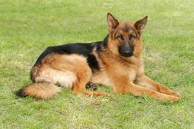 Select a category or browse the complete list of dog breeds below see the intimidating and powerful guard dog breeds. Idiopathic Furunculosis German Shepherds In Dogs Symptoms Causes Diagnosis Treatment Recovery Management Cost