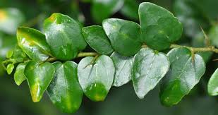 Image result for Dovyalis hispidula