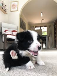 Advice from breed experts to make a safe choice. Pets